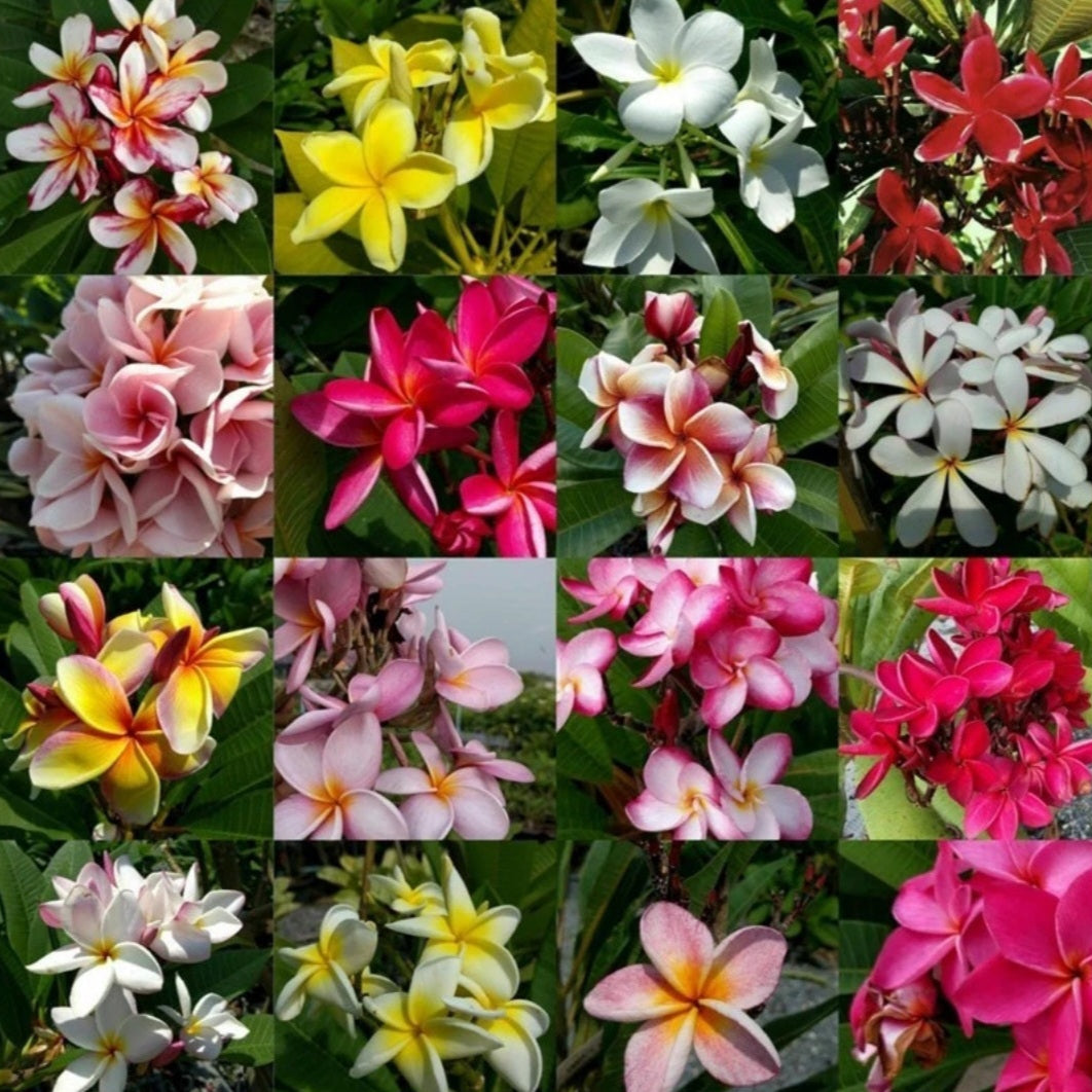 Graines de plumeria rubra germées