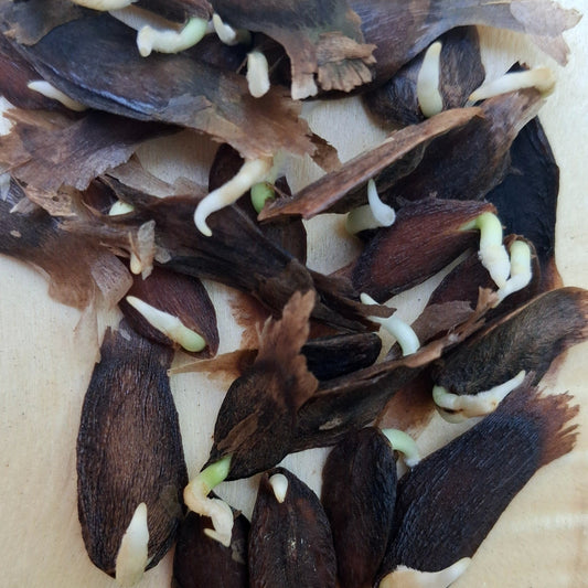 Graines germées de Plumeria Rubra