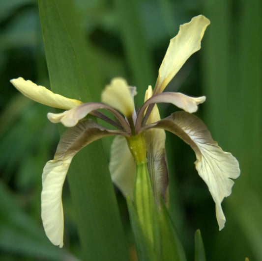 Graines en vrac d'iris foetidissima ou iris fétide 