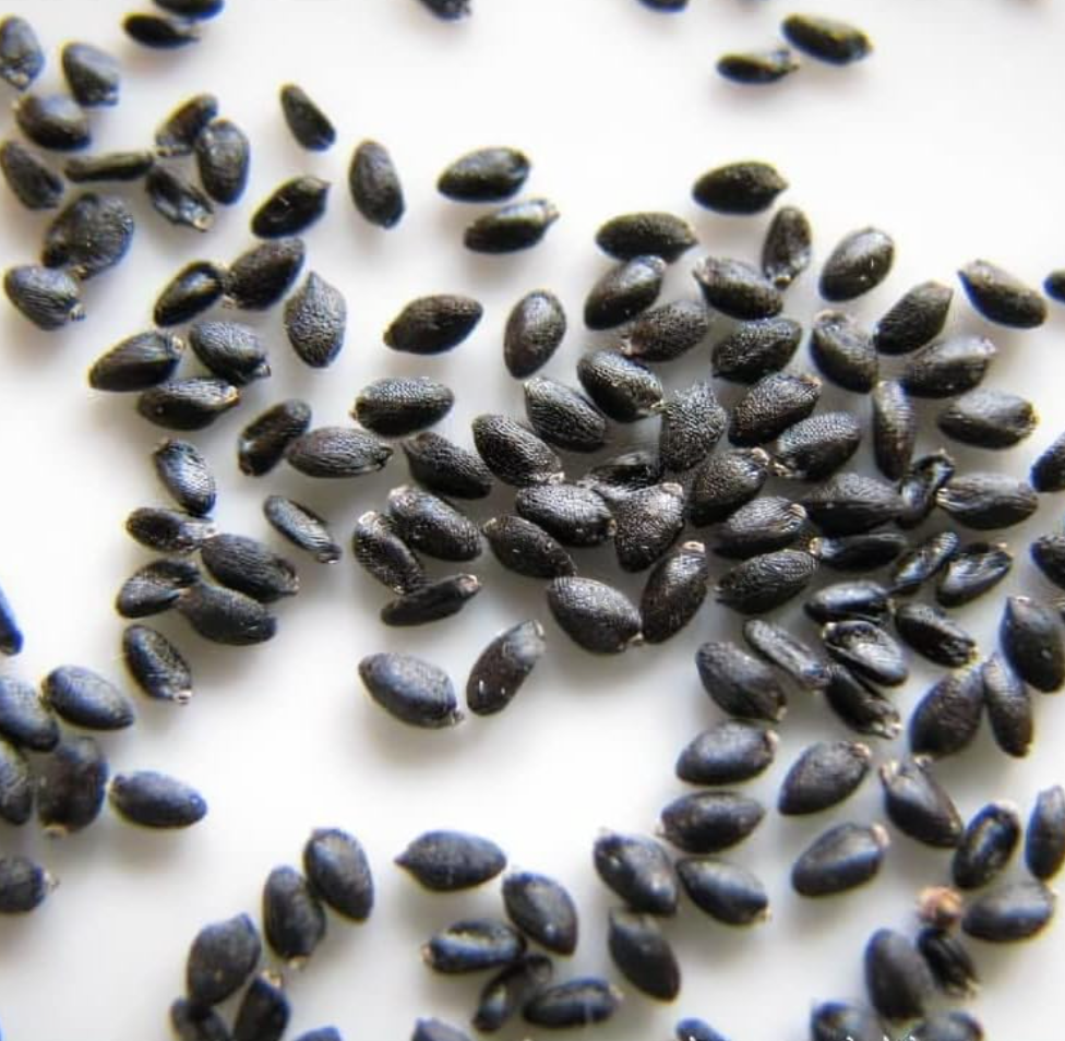 Graines d'Hylocereus Undatus, Pitaya chair rouge, fruit du dragon