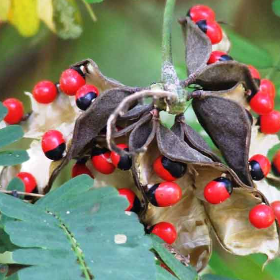 Graines de pois rouges ou abrus precatorius