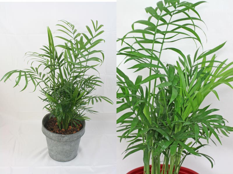 Palmiers d'intérieur - Mélange de graines x 10