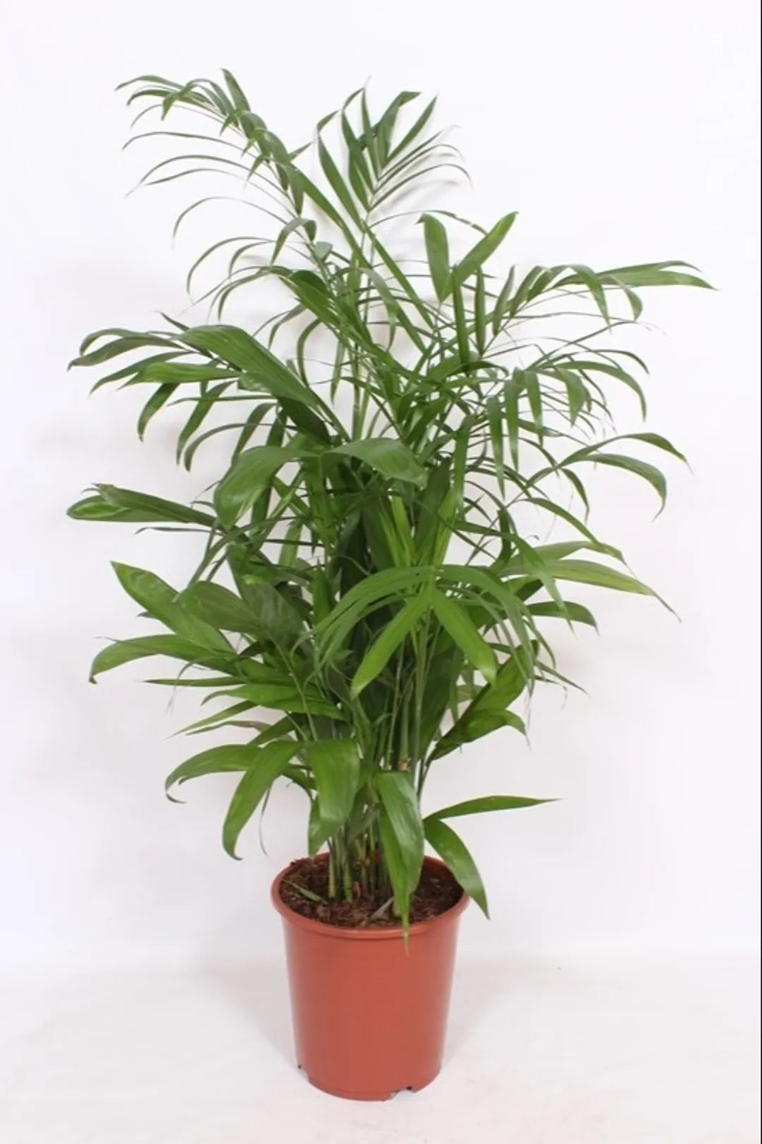 Palmiers d'intérieur - Mélange de graines x 10