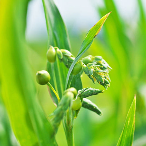 Graines de Coix Lacryma Jobi • Larmes de Job