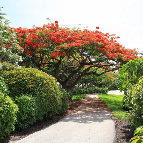 Graines de Delonix Regia • Flamboyant