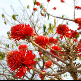 graines d'arbre corail ou erythrina abyssinica
