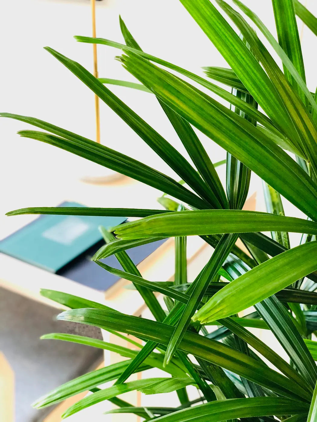 Palmiers d'intérieur - Mélange de graines x 10