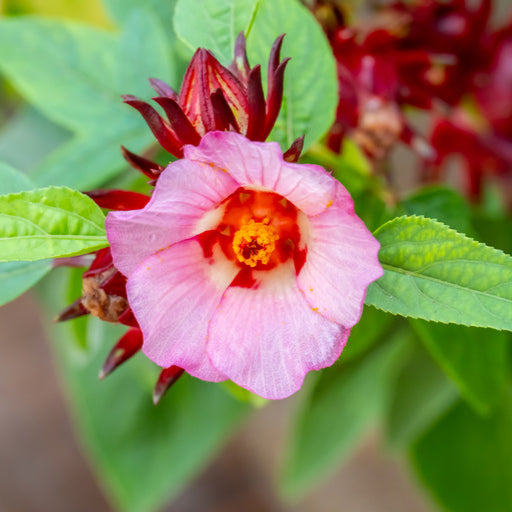 20 graines d'Hibiscus Sabdariffa - Oseille de Guinée - Roselle