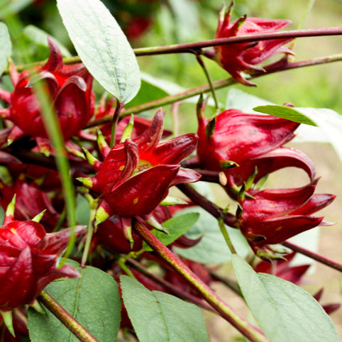 20 graines d'Hibiscus Sabdariffa - Oseille de Guinée - Roselle