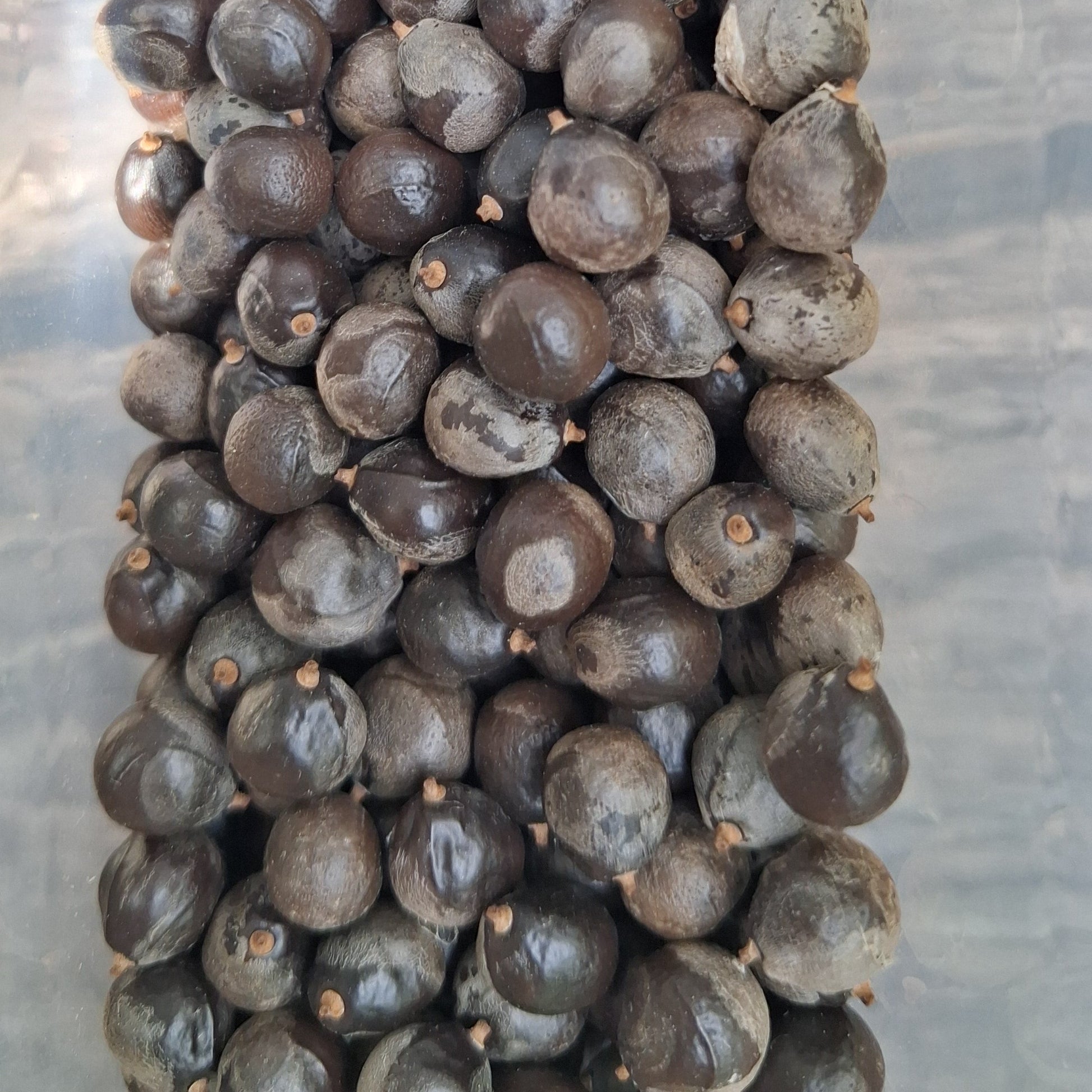Lot de 10 graines de Savonnier ou Kolreuteria Paniculata ou arbre à lanternes