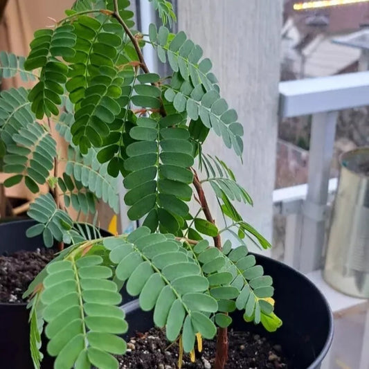 Graines de Tamarindus Indica - Tamarinier x 10