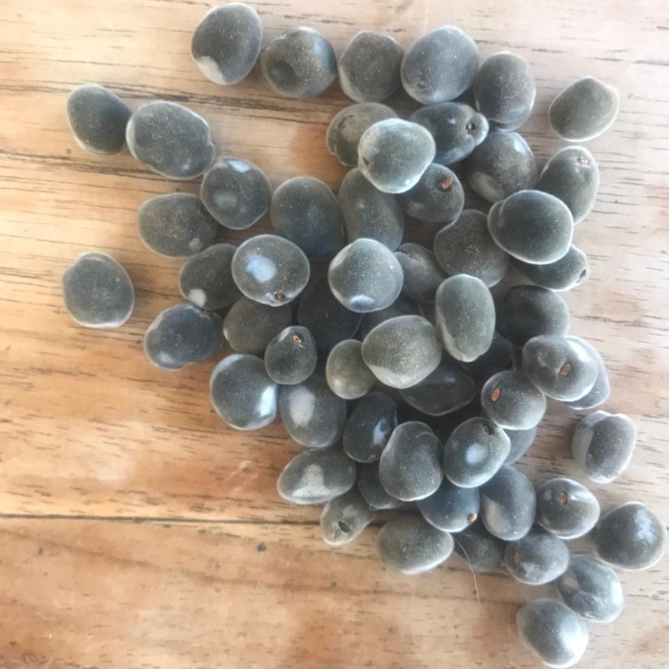 Graines de Majidea Zanguebarica - Perles de Zanzibar x 10