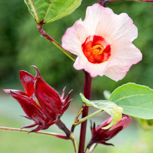 20 graines d'Hibiscus Sabdariffa - Oseille de Guinée - Roselle