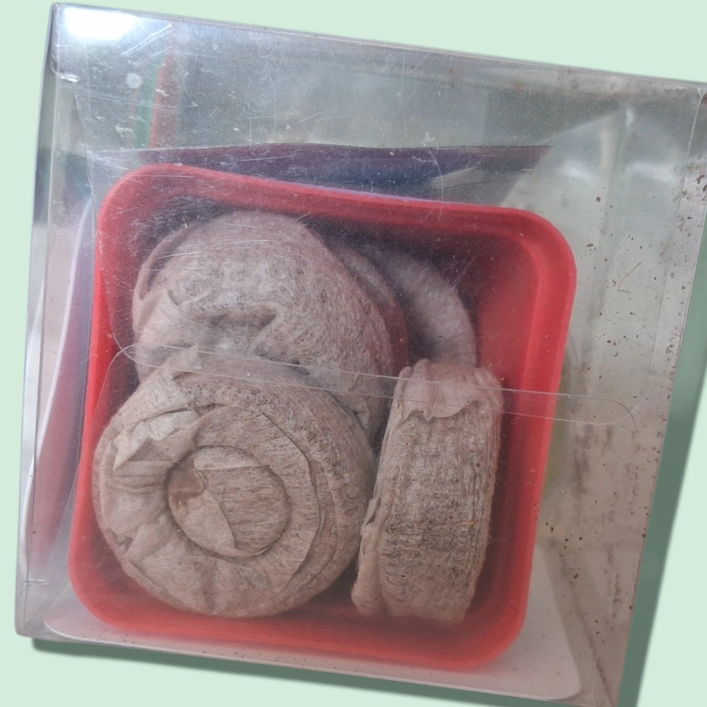 Kit de culture de l'Adenium Obesum ou Rose du Désert