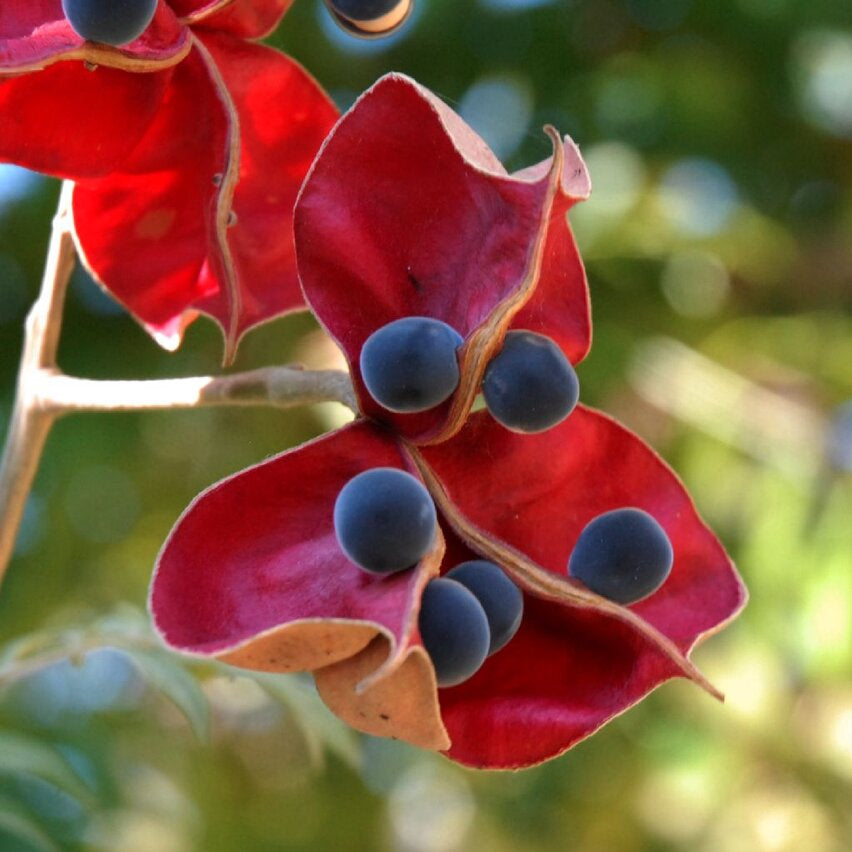 Graines de Majidea Zanguebarica - Perles de Zanzibar x 10