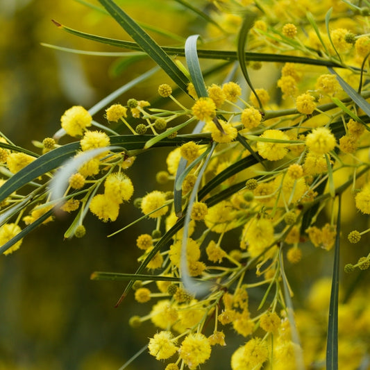 Graines d'Acacia Dealbata • Mimosa d'Hiver