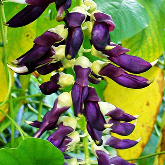 Graines de Mucuna Pruriens • Pois du Bengale • Pois Mascate