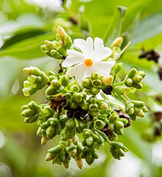 Graines de Jasmin de nuit Nyctanthes arbor-Tristis x 20