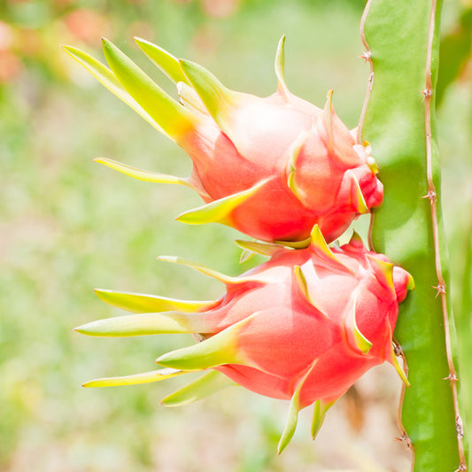graines de pitaya chair blanche