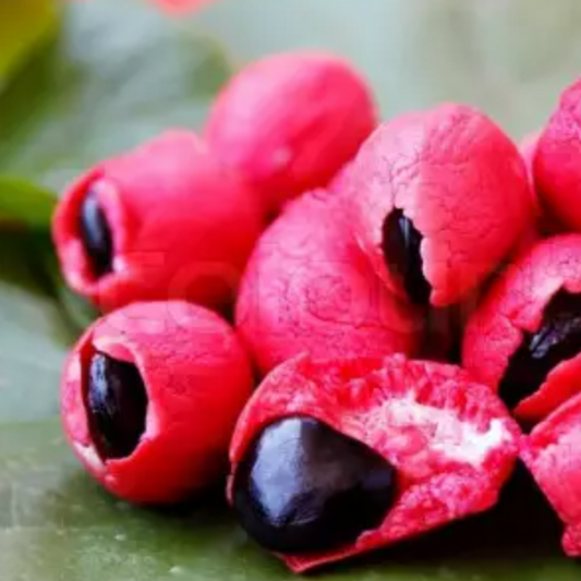 graines de pithecellobium dulce