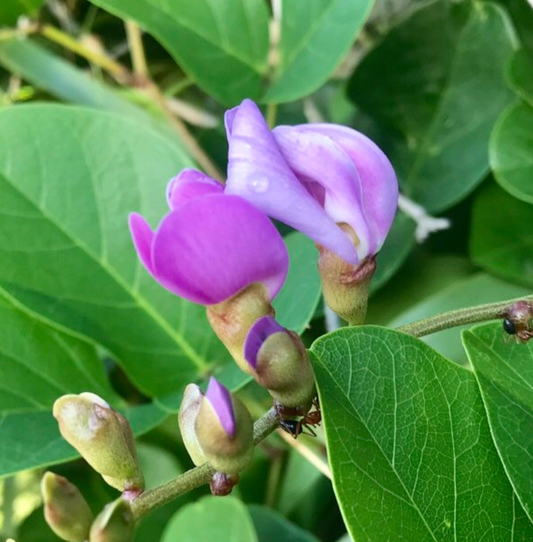 Fleur de Canavalia Rosea