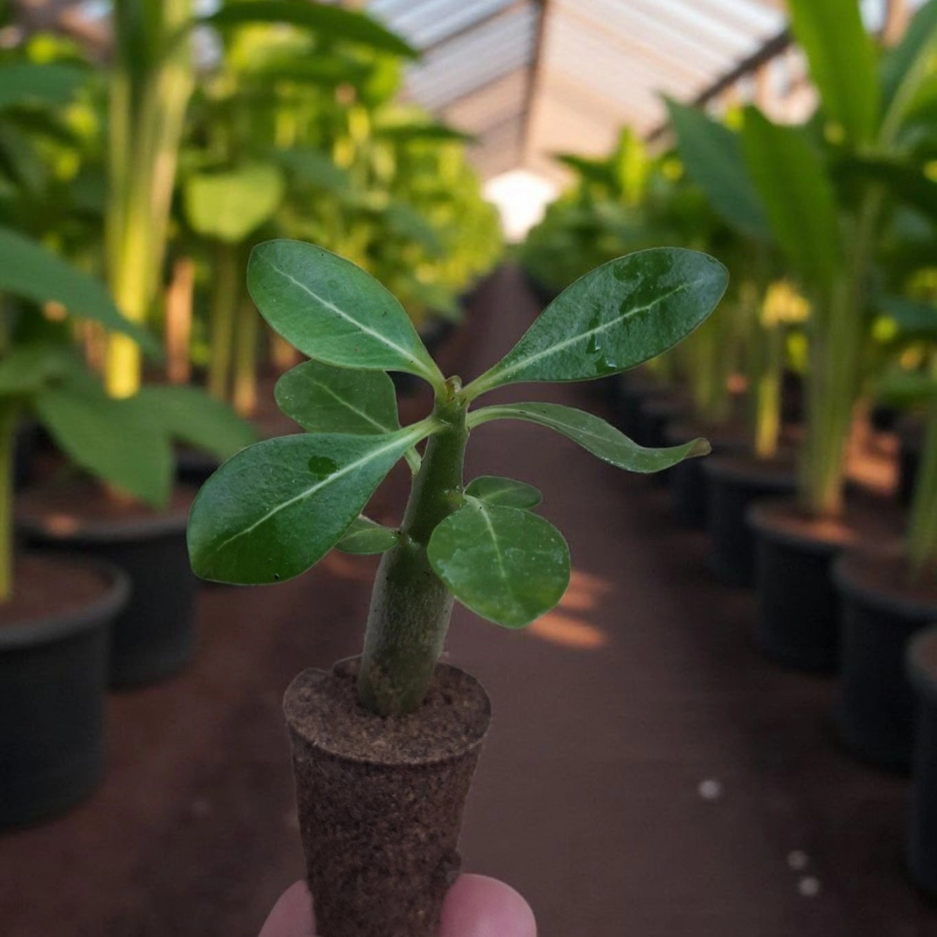 Bébé plante d'Adenium Obesum