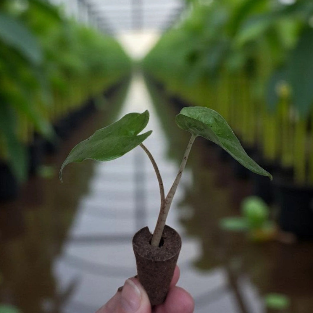 Bébé plante d'Alocasia brisbanensis