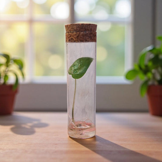 Pousse d'alocasia brisbanensis dans un petit pot en verre