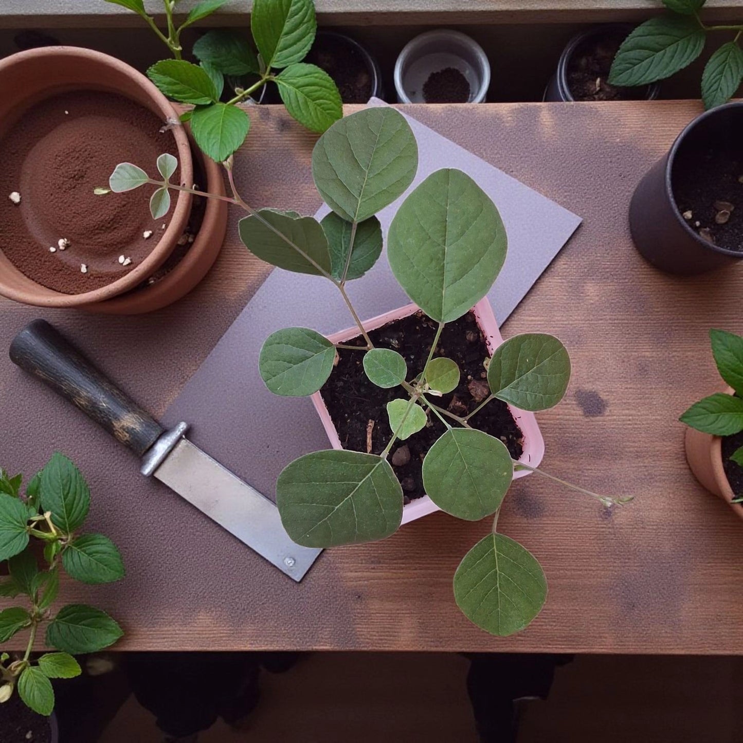 Jeune plante de Kennedia rubicunda • Pois corail rouge