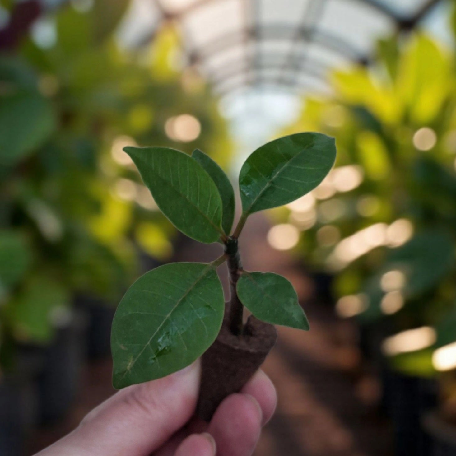 Bébé plante de Plumeria rubra