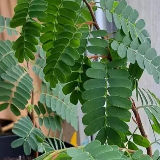 Jeune arbre Tamarinier • Tamarindus Indica