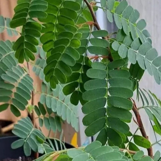 Graines de Tamarindus Indica - Tamarinier x 10