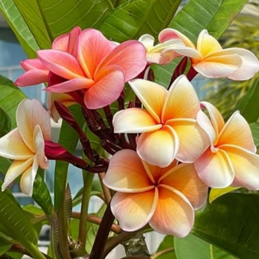 Graines fraîches de PLUMERIA RUBRA - FRANGIPANIER x 20