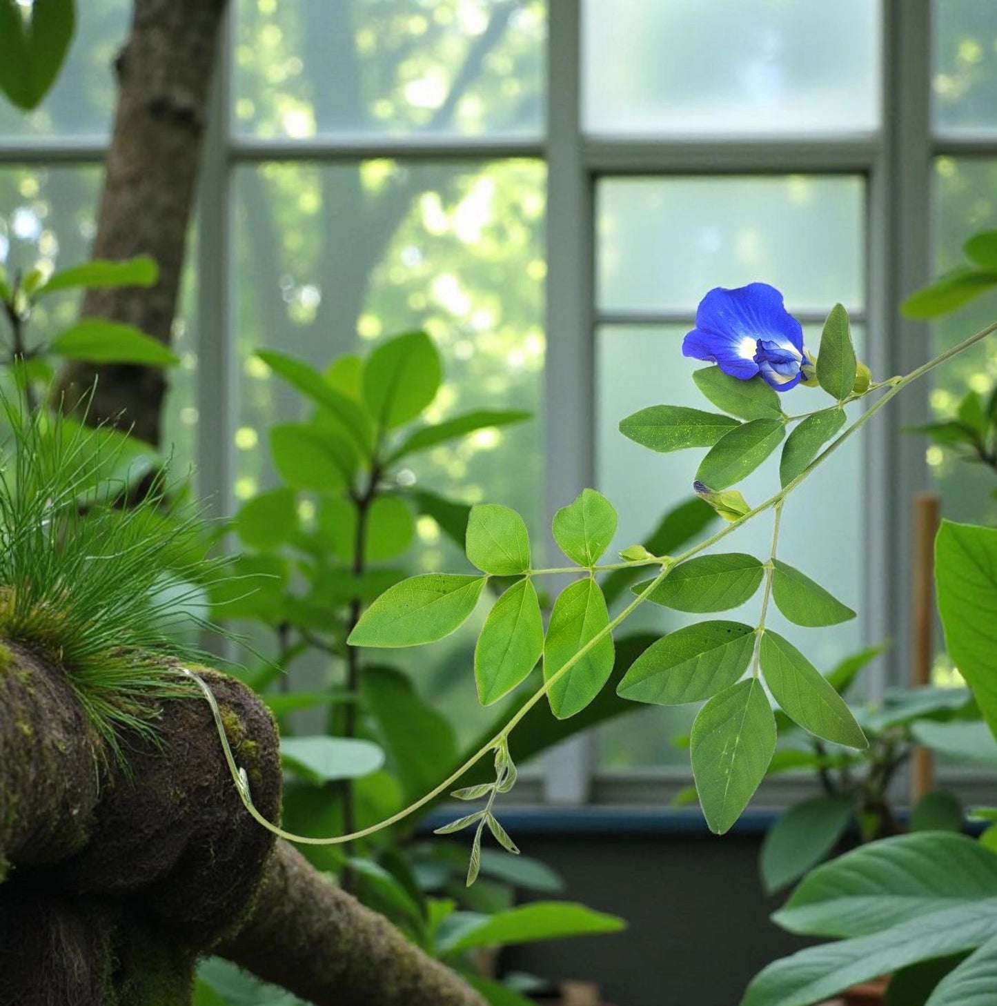 liane de clitoria dans une serre tropicale