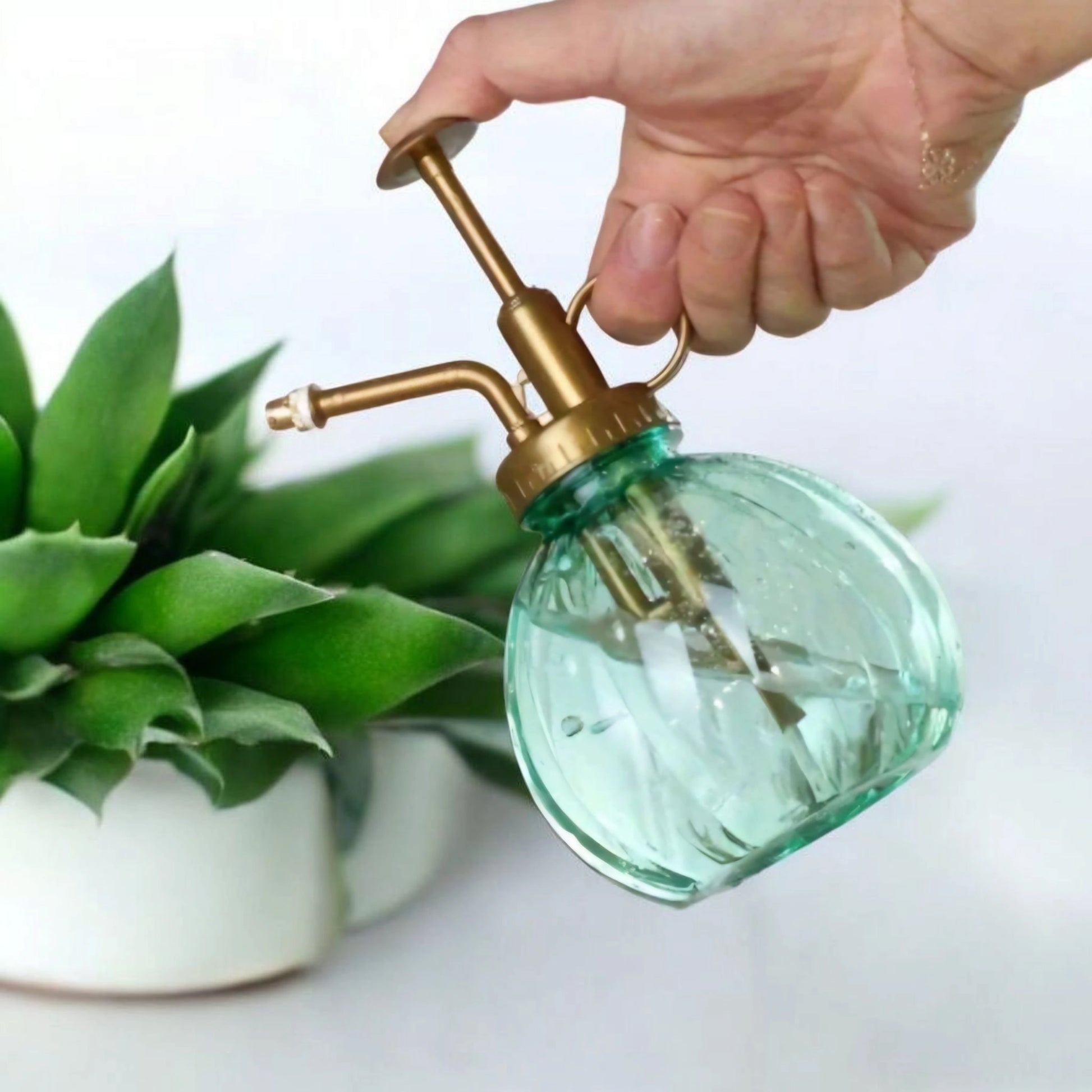 Pulvérisateur bleu pour plantes et succulentes