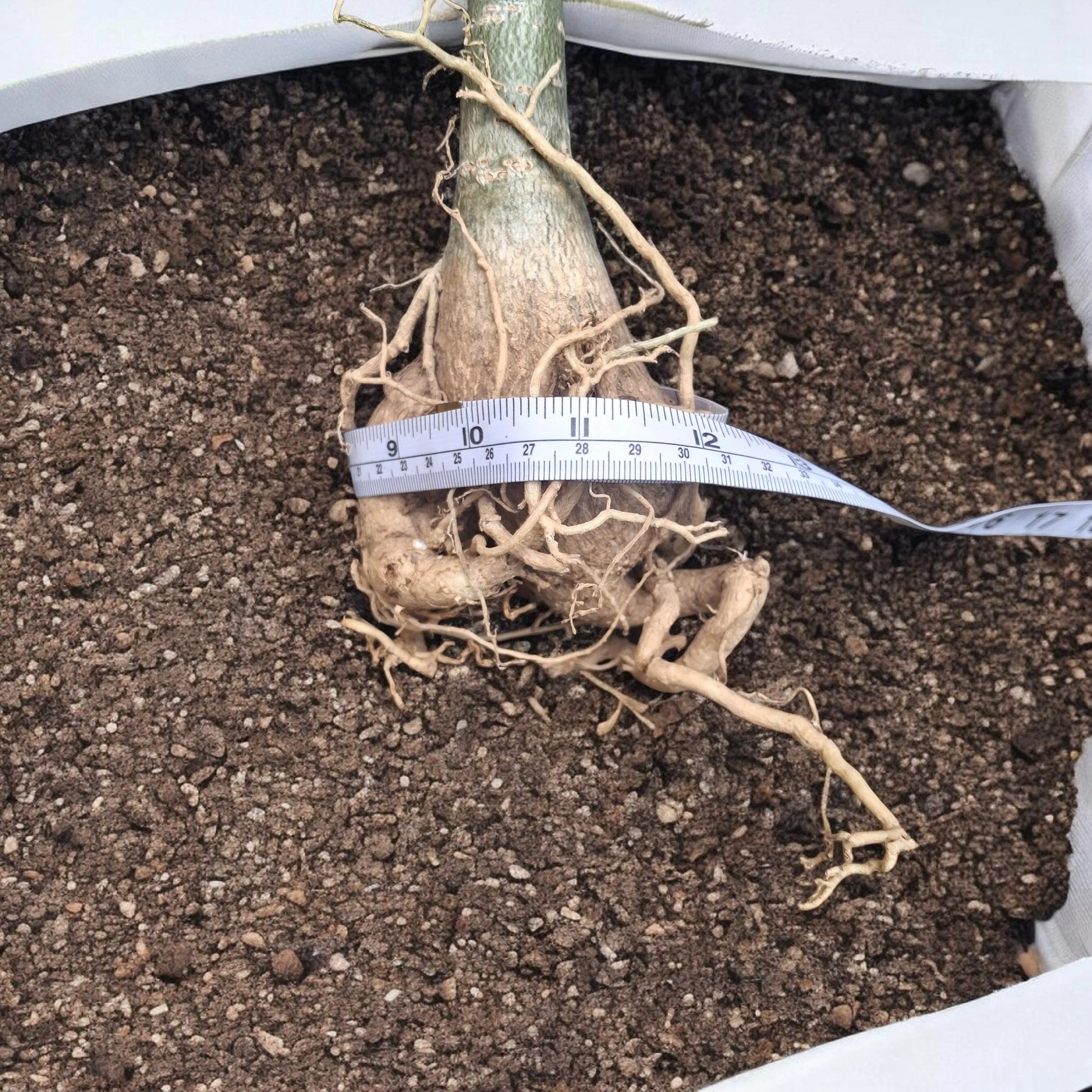 caudex entier d'un adenium obesum et ses mesures