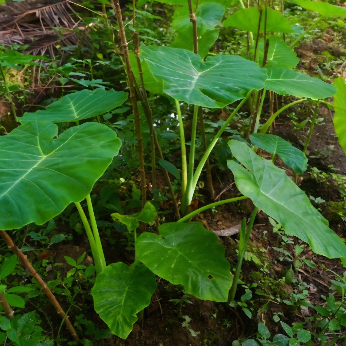 Plantule d'Alocasia Brisbanensis en pot