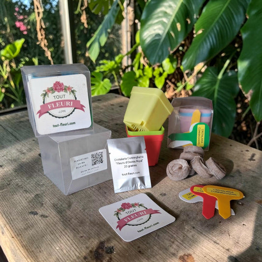 Kit de culture de Crotalaria Cunninghamii