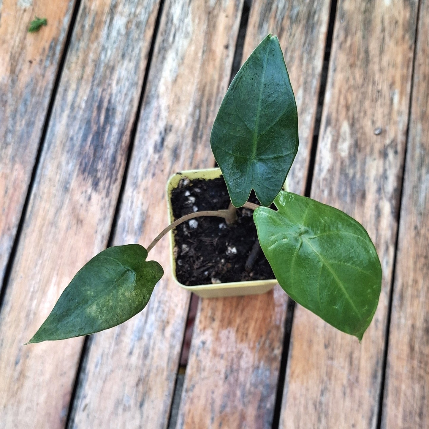 Plantule d'Alocasia Brisbanensis en pot