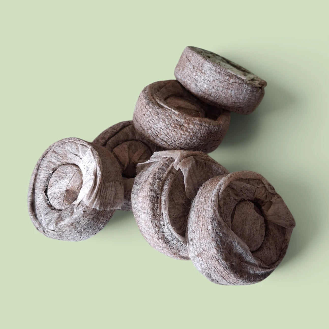 Kit de culture de Crotalaria Cunninghamii