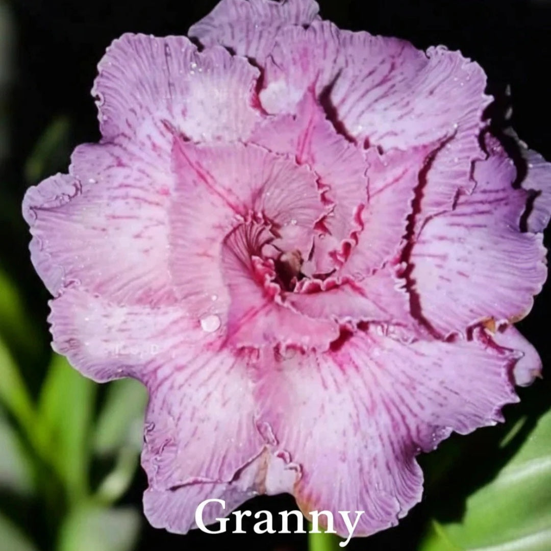 Graines Adenium Obesum couleurs x 10