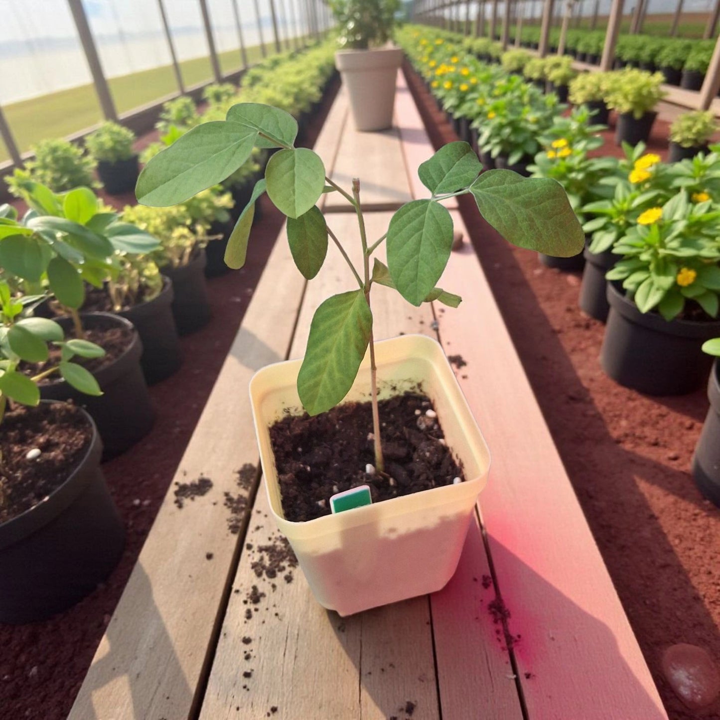 Jeune plante Clitoria Ternatea • Pois bleu