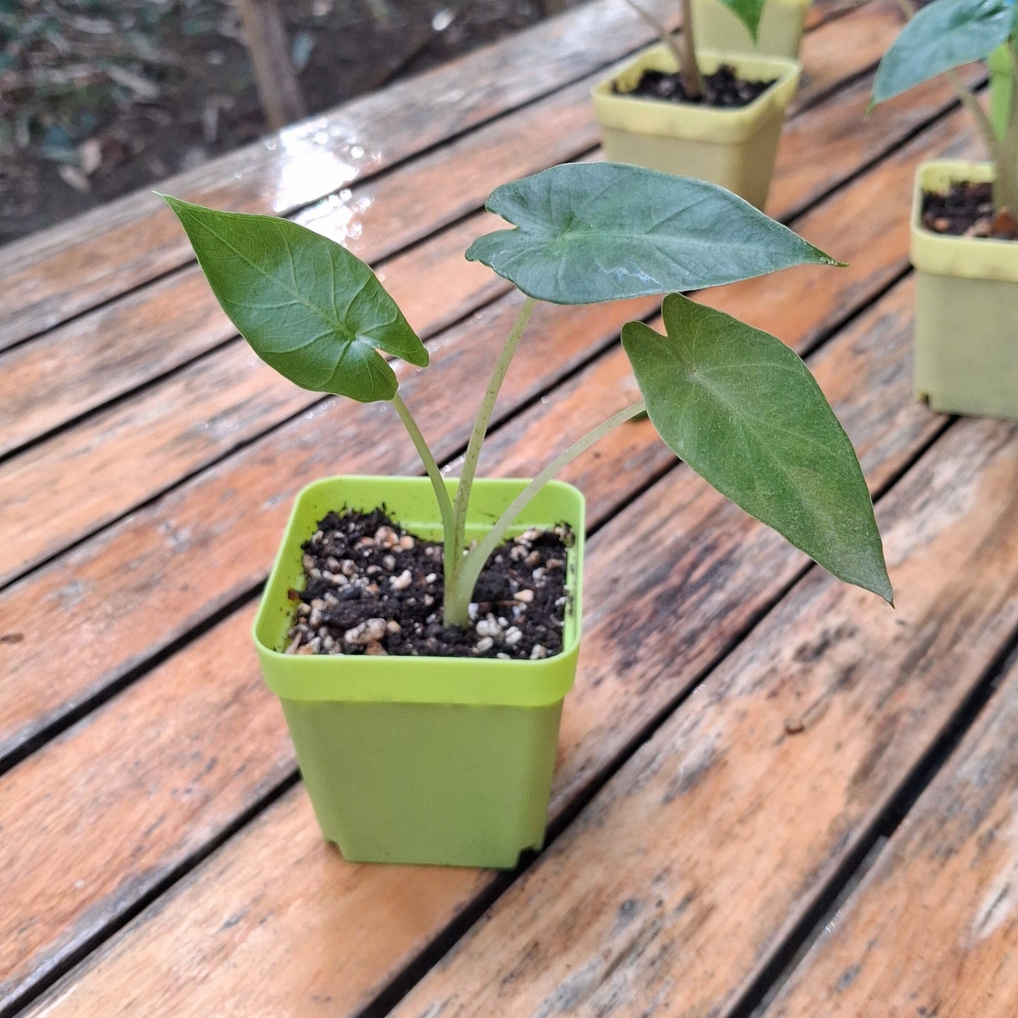 Plantule d'Alocasia Brisbanensis en pot