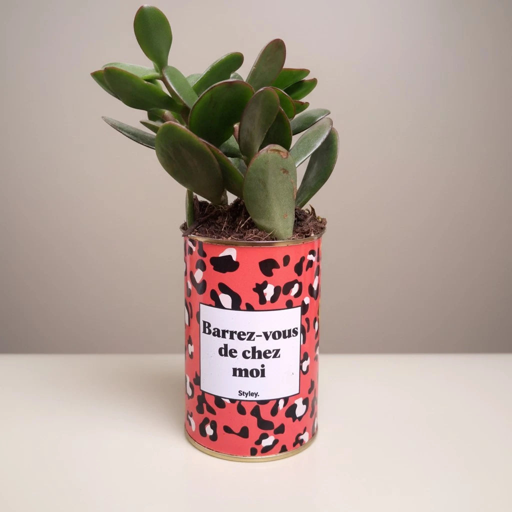 Plante en pot "Barrez-vous de chez moi"