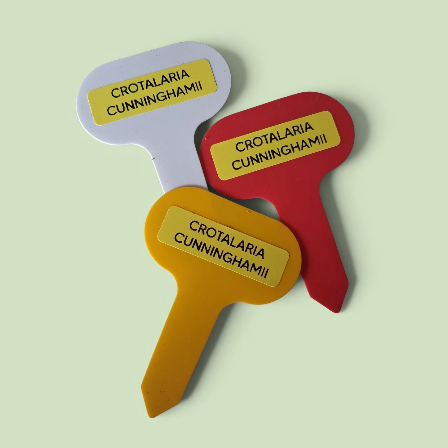 Kit de culture de Crotalaria Cunninghamii