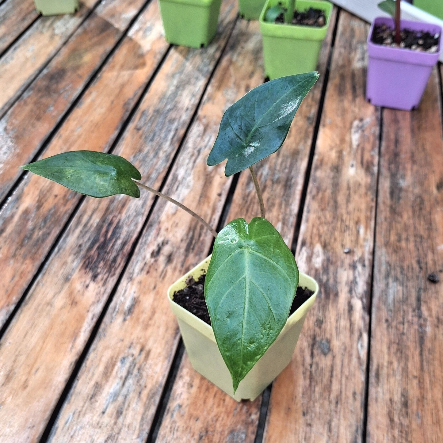 Plantule d'Alocasia Brisbanensis en pot