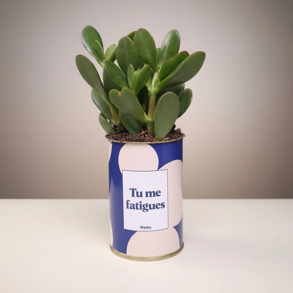 Plante en pot "Tu me fatigues"