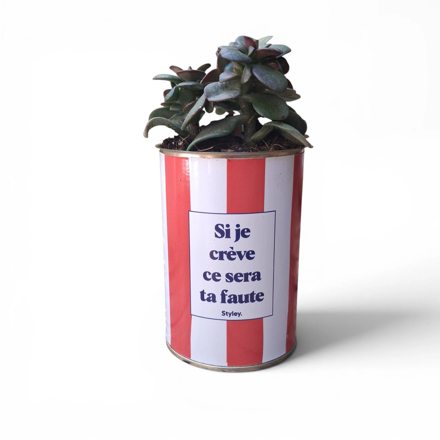 Plante en pot "Si je crève ce sera ta faute"