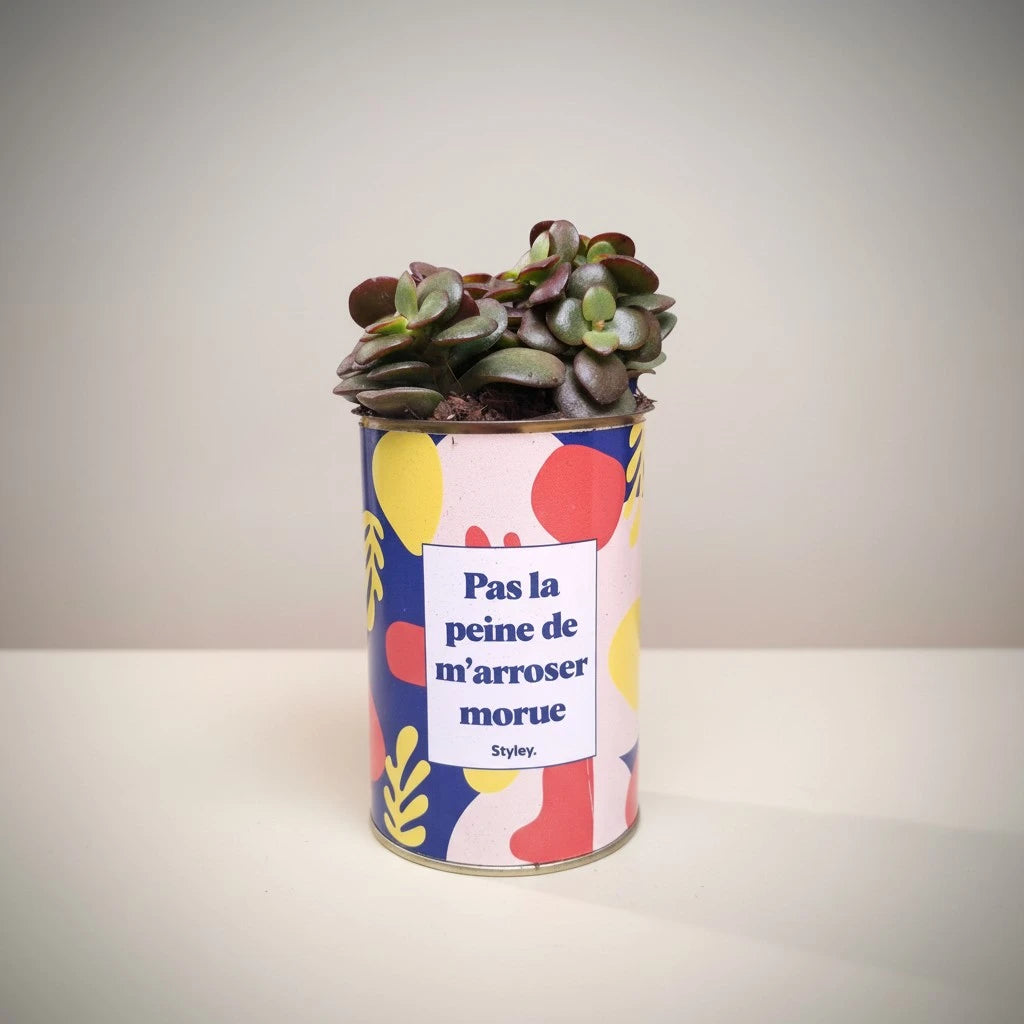 Plante en pot "Pas la peine de m'arroser morue"