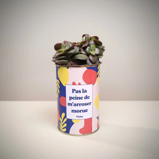Plante en pot "Pas la peine de m'arroser morue"